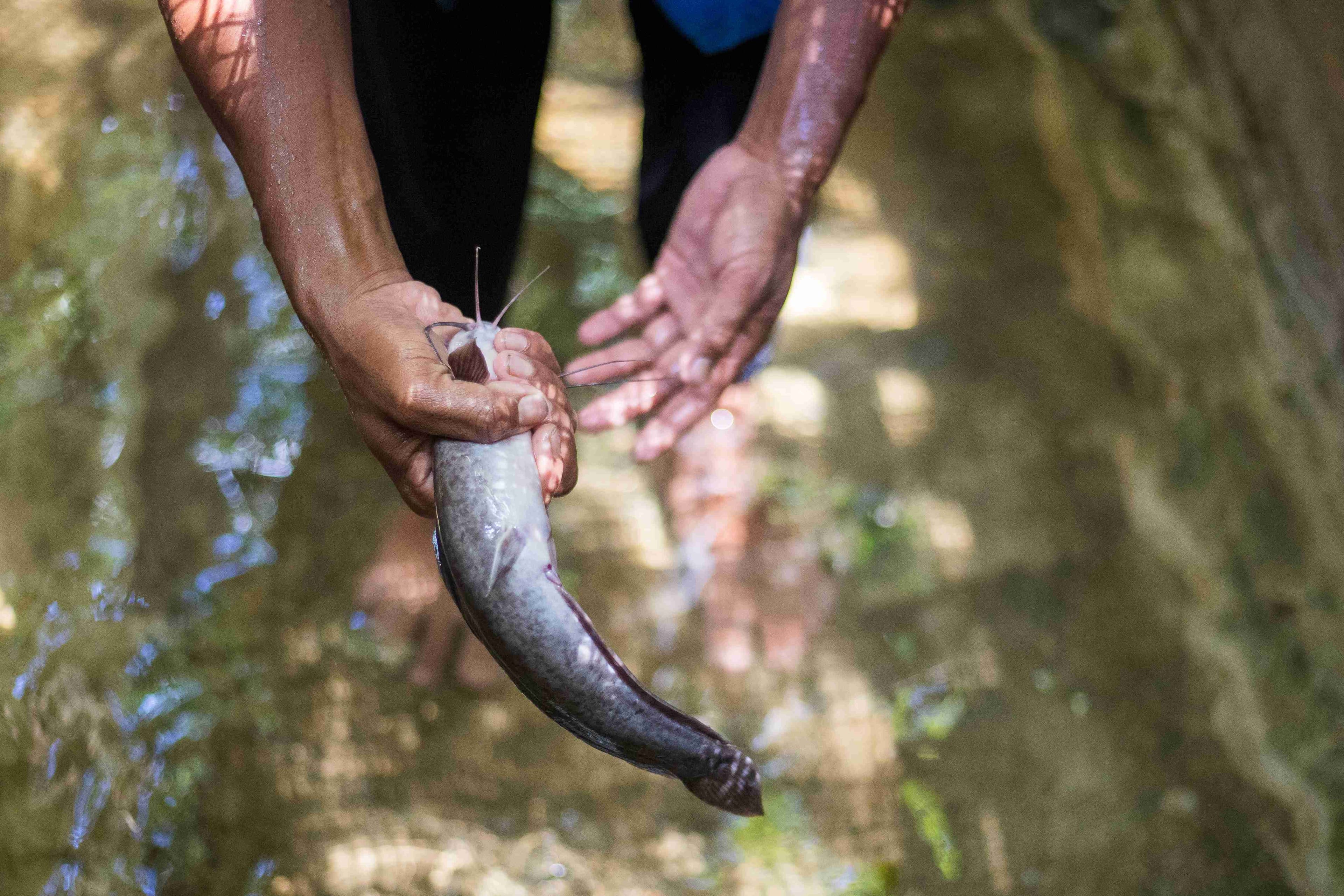 Catfish Pond for Our Staff