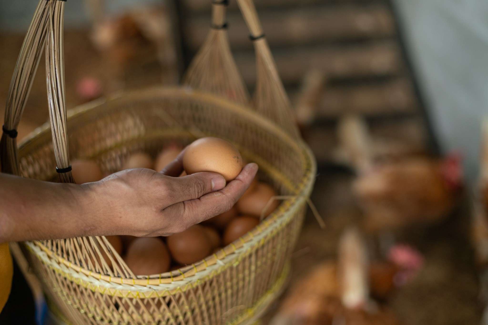 Organic Farm Eggs, Fresh from Our Coop