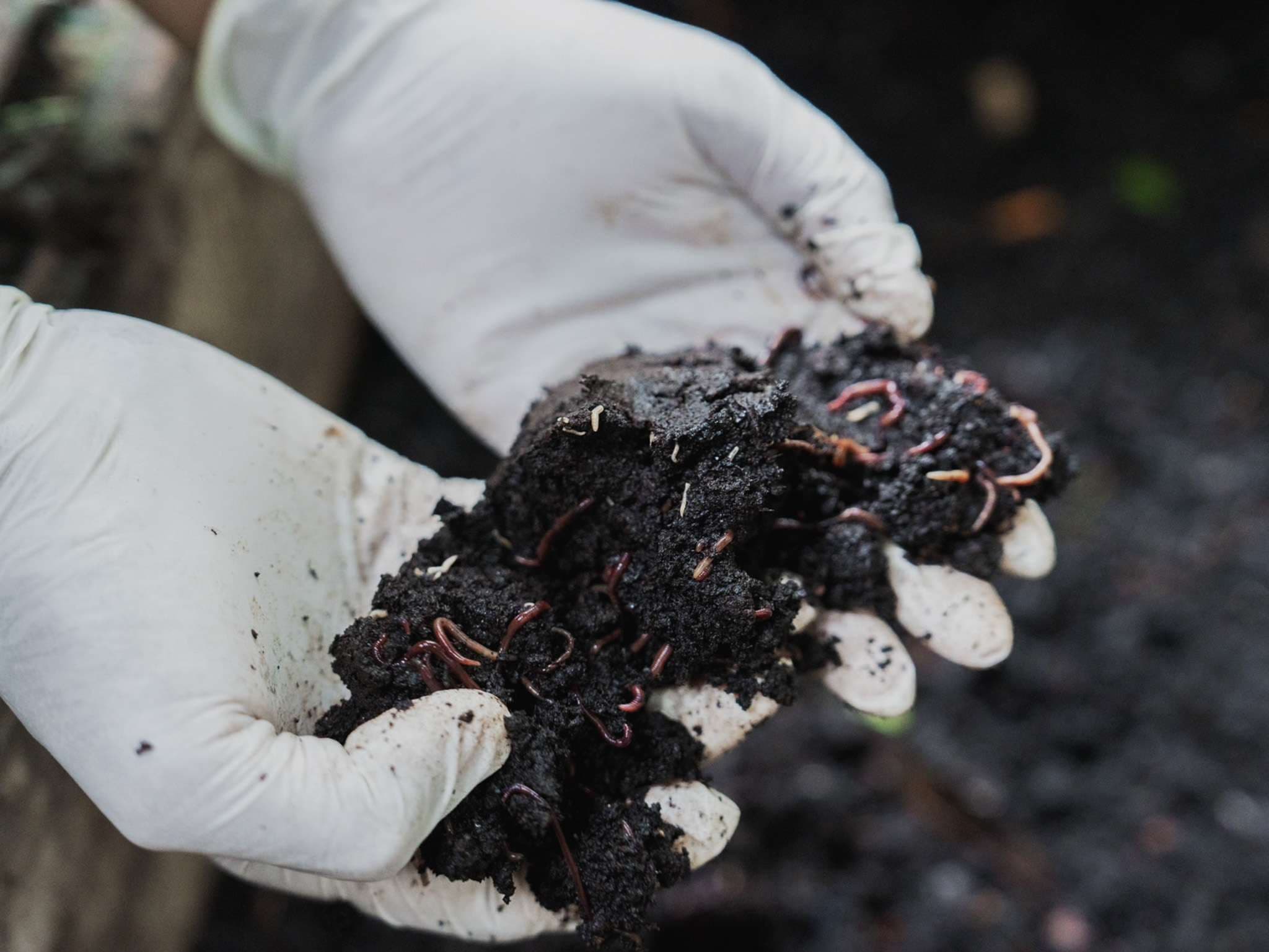 Nature’s Soil Enricher